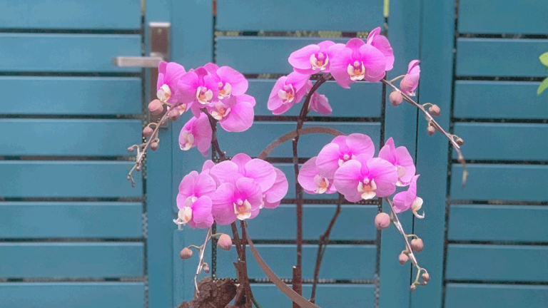 Lan Hồ Điệp Tím