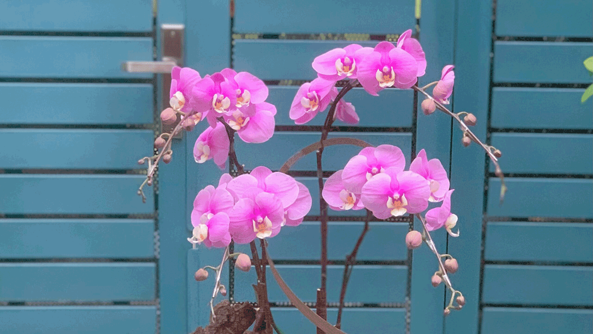 Lan Hồ Điệp Tím